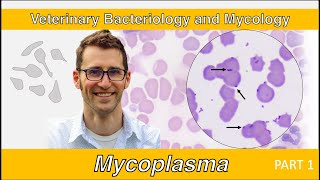 Mycoplasma Part 1  Veterinary Bacteriology and Mycology [upl. by Choong]