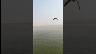 Varanasi boating [upl. by Juna]