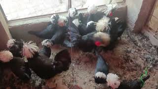 Hen Farming Business  Fancy Hen Farming  Hen Farm  Part 136 [upl. by Nahtnoj]