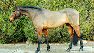 KWPN Gelding 2016 Carrera VDL x Phin Phin [upl. by Nolos]