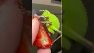 Giant hooded katydid eating strawberries 🍓 [upl. by Eelnodnarb]