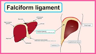 falciform ligament [upl. by Gurtner49]