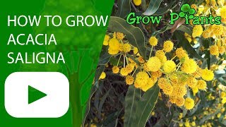 How to grow Acacia saligna [upl. by Callida]