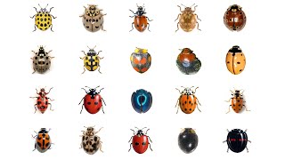 🐞 Learn 20 Types Of Ladybugs  LadyBug Types In English Language  Ladybirds  Lady Beetles [upl. by Losiram]