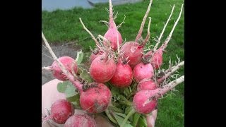 Planting amp Harvesting Radishes  Straight to the Point [upl. by Kyriako]