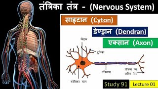 1Nervous System  तंत्रिका तंत्र Science GKBiology ClassesStudy91Nitin Sir [upl. by Brighton]