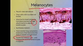 Skin Histology  Epidermal Cells [upl. by Eded]