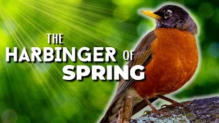 The American Robin A Harbinger of Spring [upl. by Aloisia]