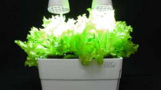 ZENGROW™ tabletop garden  time lapse 25 days [upl. by Fabri]