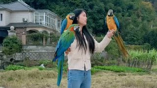 Funny Parrot  Enjoying Free Flight  Love This Video [upl. by Najtsirk]