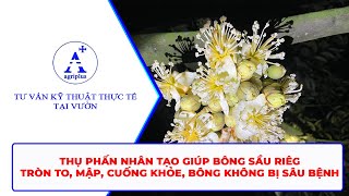 Thụ phấn nhân tạo cho bông sầu riêng giúp bông to mập cuống khoẻ không bị sâu bệnh hại  Agriplus [upl. by Lanam]