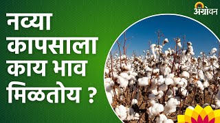 Cotton Market  नव्या हंगामात कापसाचे बाजारभाव टिकून राहतील का  Agrowon  ॲग्रोवन [upl. by Yssak]