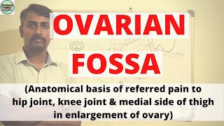 OVARIAN FOSSA  Anatomical basis of Referred Pain to Hip joint Knee joint amp Medial side of thigh [upl. by Swainson556]