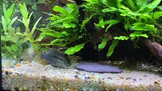 Laetacara Curviceps CourtshipSpawning Behaviour [upl. by Naneik]