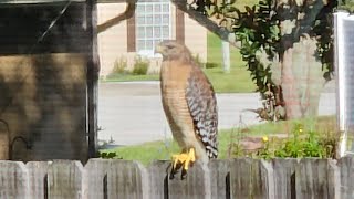 RedShouldered Hawk [upl. by Cardwell]