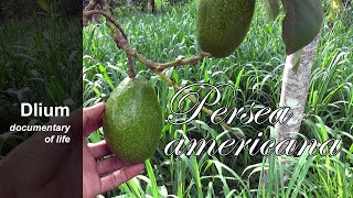 Avocado Persea americana [upl. by Nnylarej22]