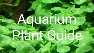 Aquarium Plant Guide Hydrocotyle verticillata [upl. by Alyssa679]