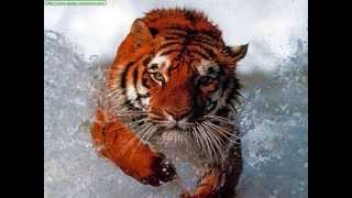 The Siberian Tiger [upl. by Brandi]