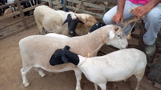 FEIRA DE BODE E OVELHAS EM CAMPINA GRANDEPB 04092024 [upl. by Merton]