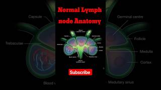 Normal Lymph Node Anatomy  Lymph Node shorts radiology lymphnodes [upl. by Rotberg]