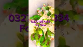 Raw Pahari pairoot checks lalukhetbirdsmarketjalrate birds parrot short shortvideo [upl. by Libnah94]