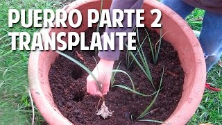 Cómo cultivar Puerros en maceta  Parte 2 Transplante Riego y cuidados cosasdeljardin [upl. by Enoved]