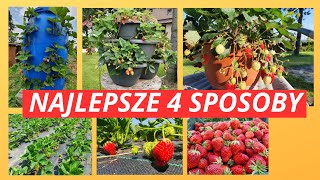 Truskawki  Uprawa Gdzie jak i kiedy Aż 4 sposoby [upl. by Nibor]