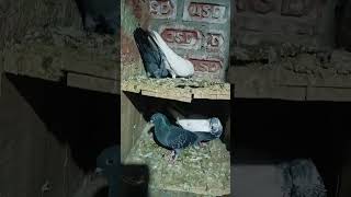 Kabootar ka joda  DH pigeon india [upl. by Lekram]