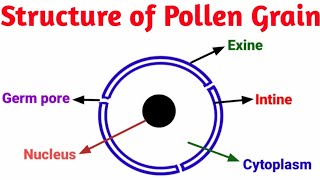 Structure of Pollen grain  Pravin Bhosale [upl. by Artied]