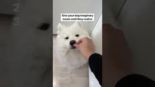 My Dog‘s Reaction To Imaginary Treats shorts dog [upl. by Htinnek]