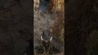 Leopard Hunting Warthog [upl. by Boylan]