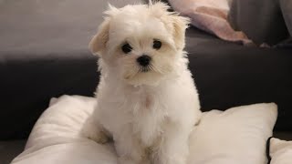 Cutest Maltese puppy  Funny first week at new home 🏠 [upl. by Conlin150]