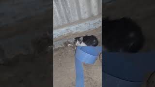 FINDING FERAL KITTEN catland kittens feralcats cats [upl. by Nnyliram]