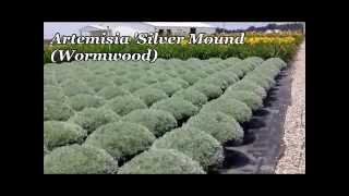 Best Perennials  Artemisia Silver Mound Wormwood [upl. by Roche]