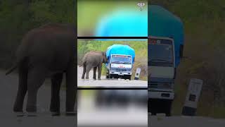 Shocking Elephant Attacks Caught on Camera  Wild Animal Encounters [upl. by Ahseenyt]