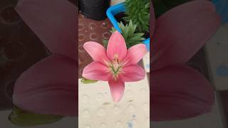 💓 asiatic lily 💓 flowers plantsforsale [upl. by Htebzil16]