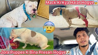 Mack Se Milne Gye🐶Mack Ka Kya Hal Hogya😡😰 Jora Bina Puppes K Dukhi Hogye😢 [upl. by Aitam]