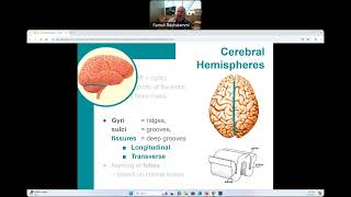 CG  BIO160  Central Nervous System [upl. by Rhoades]