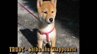 Shiba Inu Bellissima cagnolina che non abbaia di nome Trudyavi [upl. by Auberbach]