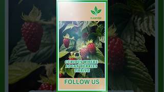 Where Do Loganberries Grow plant fruit gardening [upl. by Sirromad966]