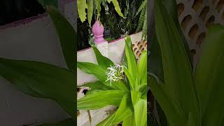 Sudarshan Plant Flowering  Crinum Latifolium shorts floweringplants terracegarden [upl. by Acacia43]