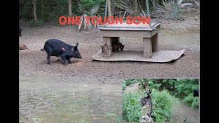 One Tough Sow Bow Hunting Hogs 5724 [upl. by Ailyt]