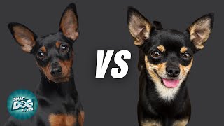 Miniature Pincher VS Chihuahua  What is the differences [upl. by Orland451]