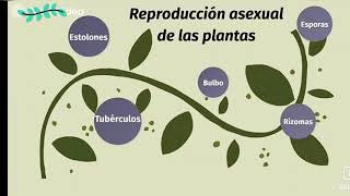 La reproducción asexual de las plantas [upl. by Rutger]