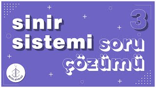 Sinir Sistemi Soru Çözümü 3  AYT Biyoloji [upl. by Atipul]