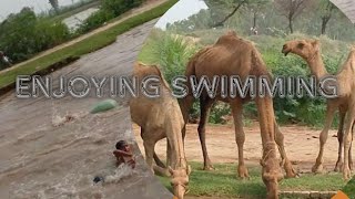 SWIMMING and enjoying CAMELS 🐫 drinking water beautiful view [upl. by Ehcar591]