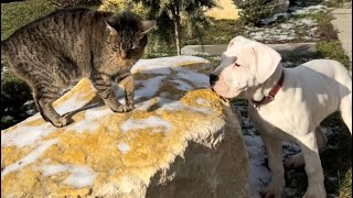 3 months Dogo Argentino puppies encountering our cat [upl. by Iolanthe906]