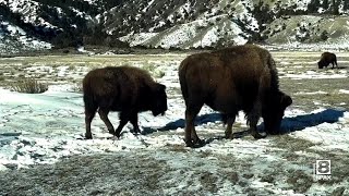 Bison hunting outside Yellowstone National Park MTN Outdoors [upl. by Tonya237]