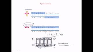 Direct repeat palindrome mirror repeat [upl. by Ayarahs]