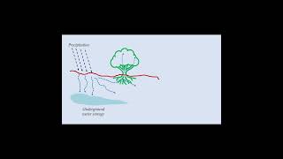 Introduction to Transpiration shorts civilengineering hydrology [upl. by Ailed]